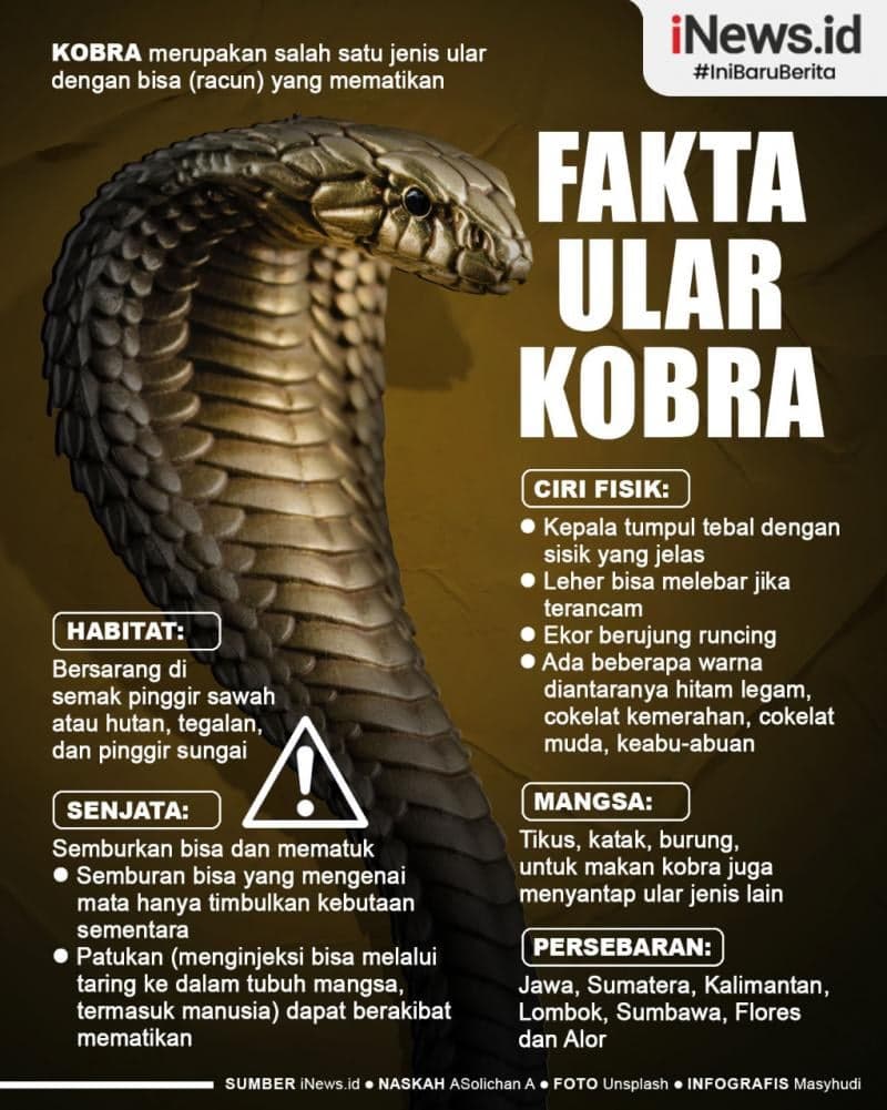 Infografis Ular Kobra Reptil Paling Mematikan di Pulau Jawa