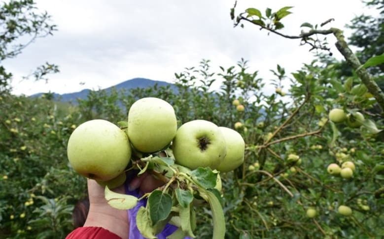 4 Tempat Wisata Petik Buah di Malang, Nomor 3 Bikin Pengunjung Ketagihan