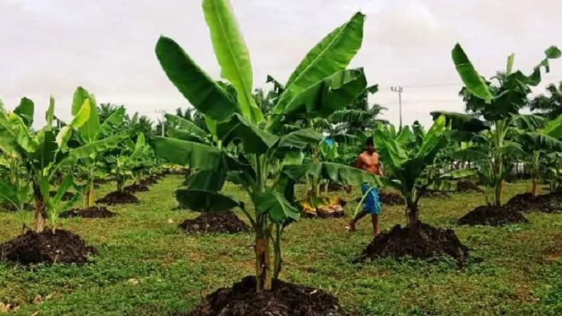 4 Daerah Penghasil Pisang di Sumatera Utara, Nomor 3 Rasanya Manis Berwarna Kemerahan