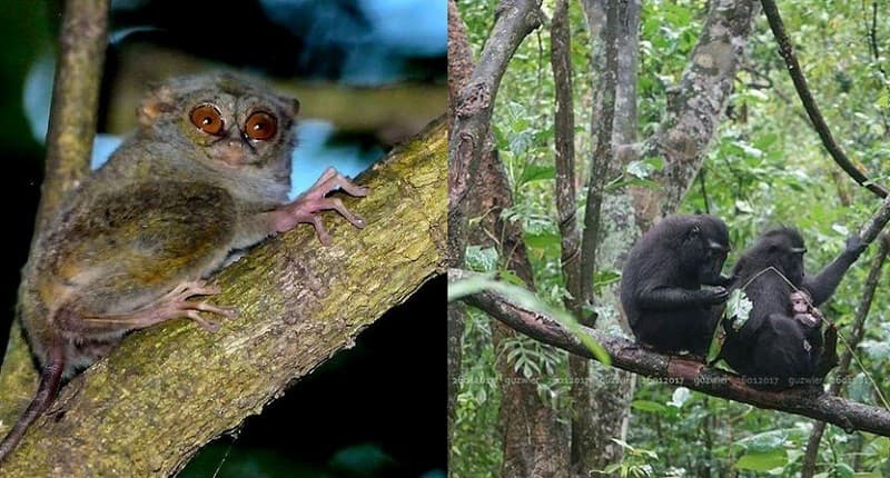 Pesona Taman Nasional Tangkoko di Sulawesi Utara, Bertemu Monyet Paling Langka di Dunia