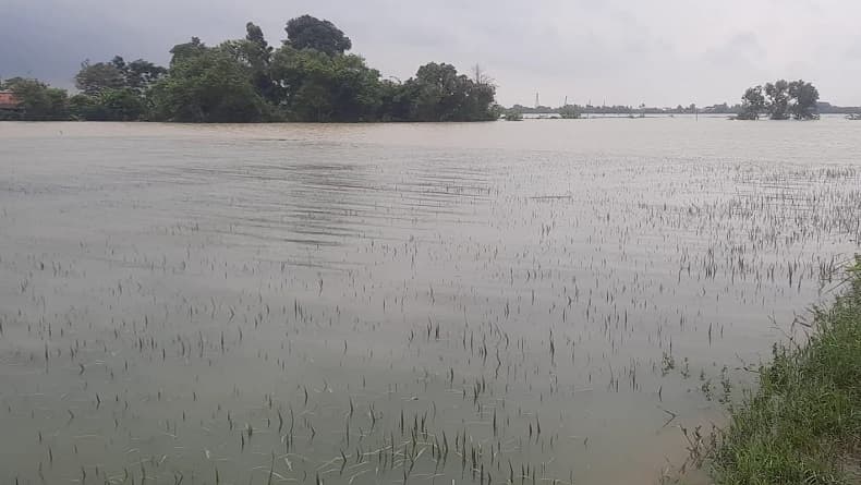 Ribuan Hektare Sawah di Karawang Terendam Banjir, Petani Gagal Tanam