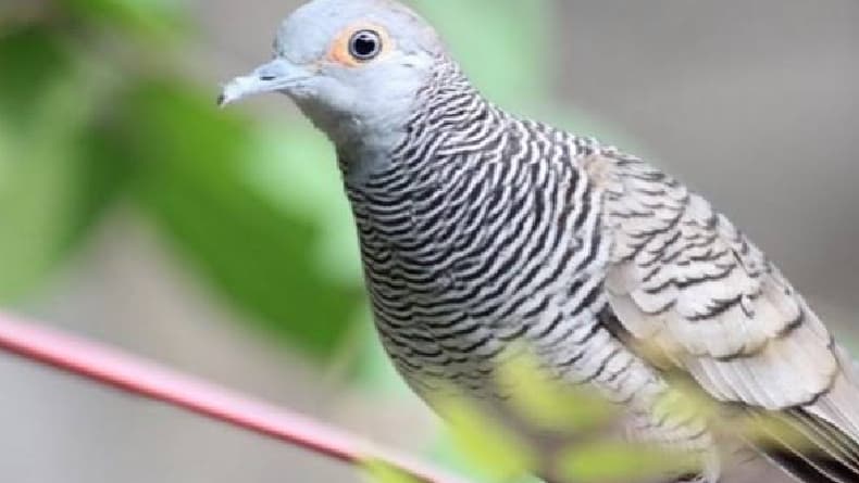 3 Mitos Burung Perkutut di Kalangan Masyarakat Jawa, Dipercayai Sebagai Simbol Ketentraman Batin