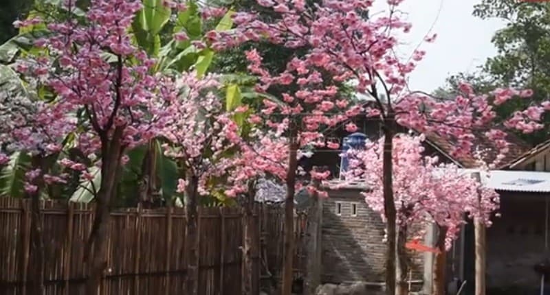 Unik, Ada Desa Ninja di Kebumen Lengkap dengan Pohon Sakura, seperti Ini Suasananya! Unik, Ada Desa Ninja di Kebumen Lengkap dengan Pohon Sakura, seperti Ini Suasananya!