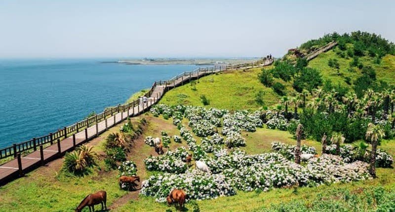 Mengenal Keindahan Pulau Jeju Korea Selatan, Ada Gunung Hallasan hingga Festival yang Unik