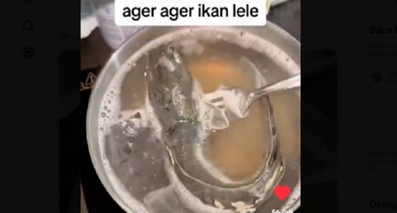 Viral Resep Agar-Agar Dibuat dari Ikan Lele, Netizen: Sekte Mana Lagi Sih?