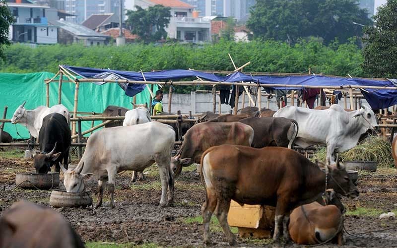 Pemprov DKI Periksa Puluhan Ribu Hewan Kurban, 10 Ekor Ditemukan Terluka