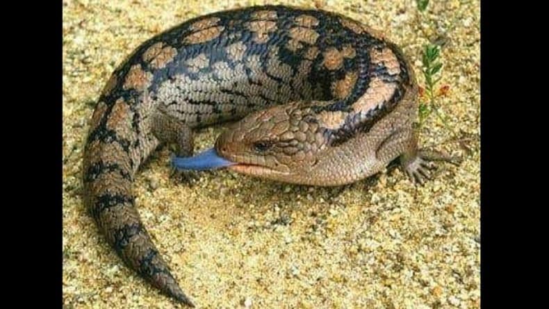 Mengenal Ular Kaki Empat Papua dengan Bisa Mematikan, Mitos atau Fakta? Mengenal Ular Kaki Empat Papua dengan Bisa Mematikan, Mitos atau Fakta?