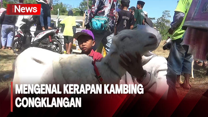 Mengenal Kerapan Kambing Congklangan, Tradisi Unik Dari Probolinggo