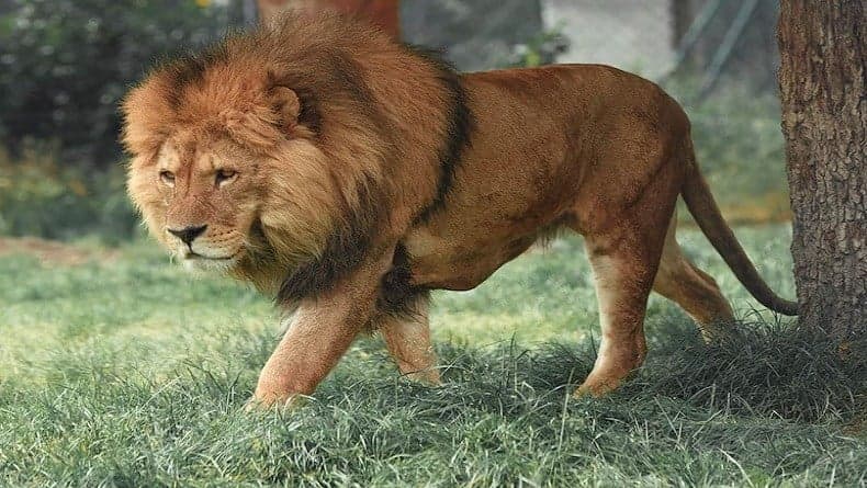 Gift Singa di Tiktok Berapa Rupiah? Ternyata Setara Smartphone! Gift Singa di Tiktok Berapa Rupiah? Ternyata Setara Smartphone!