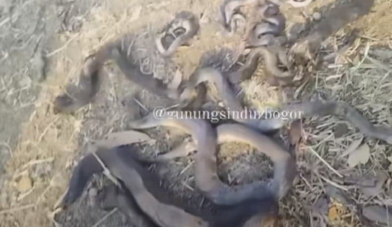 5 Arti Mimpi Dililit Ular Besar, Salah Satunya Pertanda Karma 5 Arti Mimpi Dililit Ular Besar, Salah Satunya Pertanda Karma