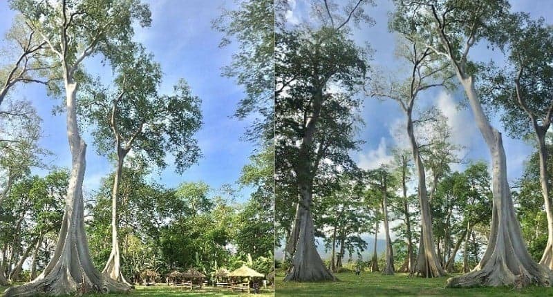 Kampung Unik di Lombok Punya Pohon Purba Raksasa Satu-satunya di Indonesia