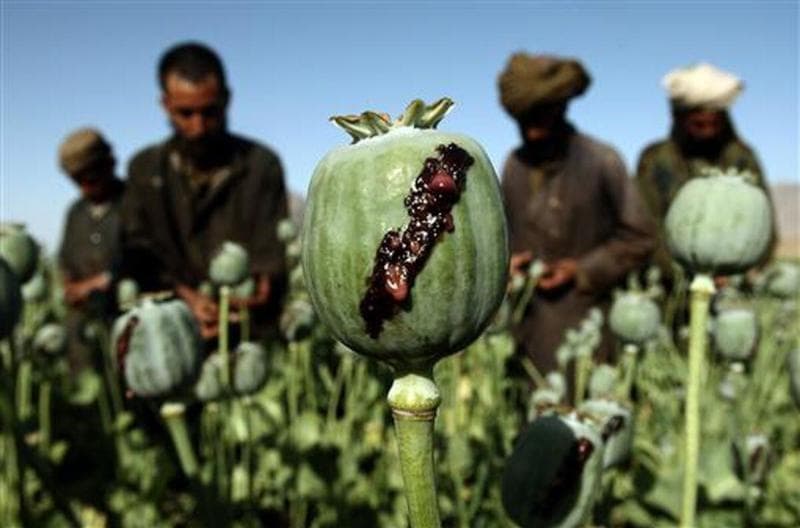 Geser Afghanistan, Myanmar Kini Jadi Sumber Opium Terbesar di Dunia