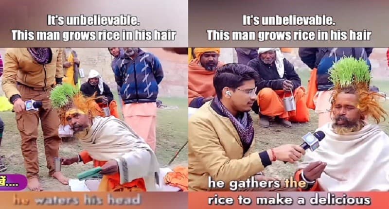 Viral Seorang Pria Nekat Tanam Padi di Kepala, Ternyata Ini Alasannya! Viral Seorang Pria Nekat Tanam Padi di Kepala, Ternyata Ini Alasannya!