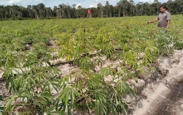 Pengamat Sebut Kebijakan Food Estate di Pulau Jawa Berdampak Positif, Kok Bisa? 