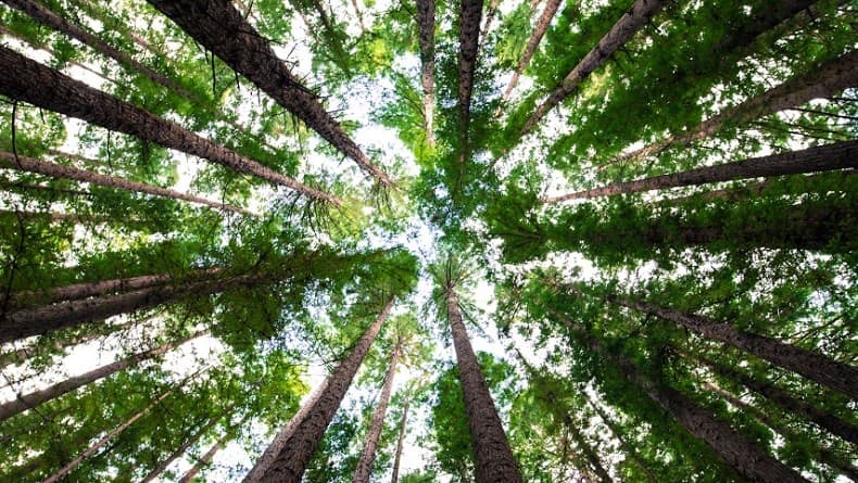 Prihatin, Perubahan Iklim Bikin Pohon Sulit Bernapas