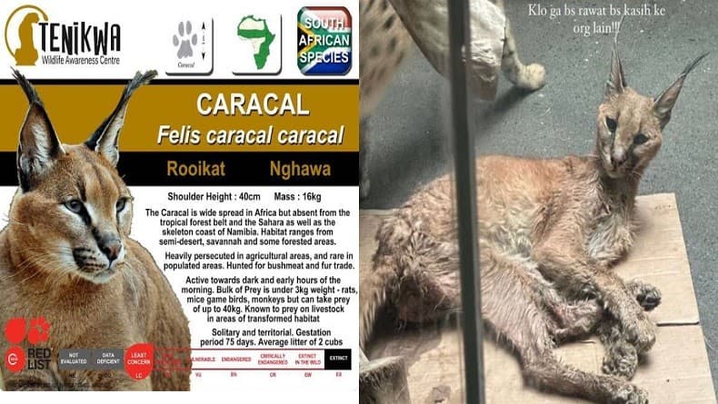Mengenal Caracal Kucing Viral yang Ditelantarkan Okin, Ternyata Masuk Kategori Satwa Liar Mengenal Caracal Kucing Viral yang Ditelantarkan Okin, Ternyata Masuk Kategori Satwa Liar