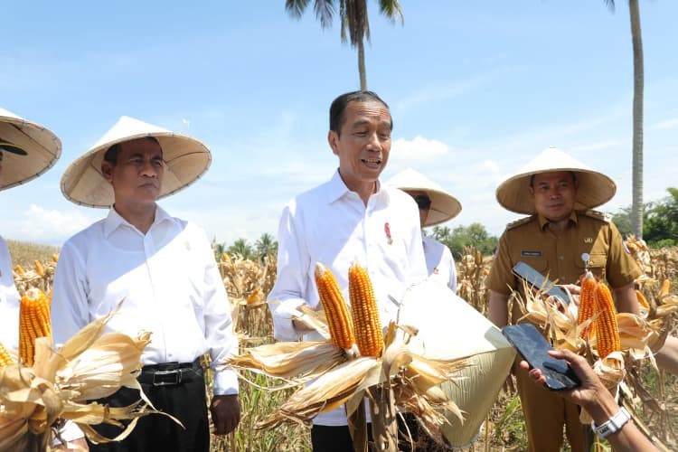 Harga Jagung dan Gabah Turun, Presiden Jokowi: Saatnya Bulog Lakukan Penyerapan