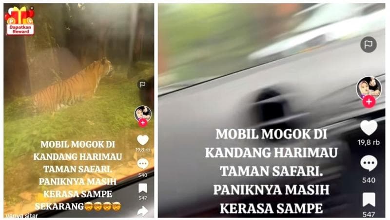 Viral Mobil Mogok saat Berada di Kandang Harimau Taman Safari, Pengemudi Auto Panik