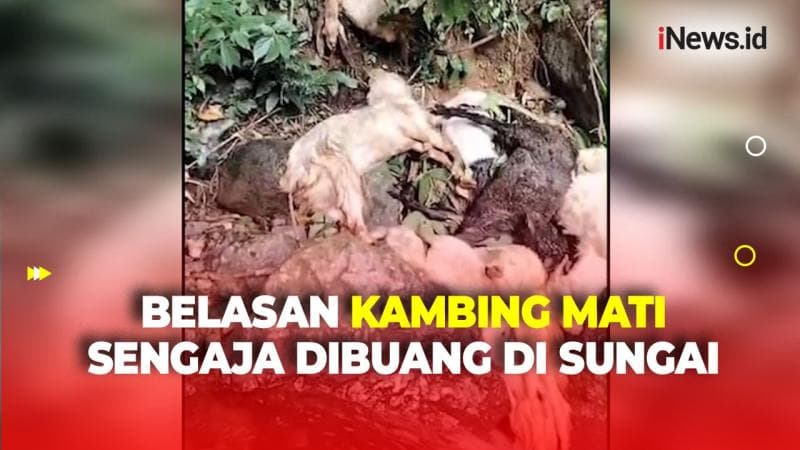 Geger Penemuan Belasan Kambing Mati di Jember Diduga Sengaja Dibuang ke Sungai