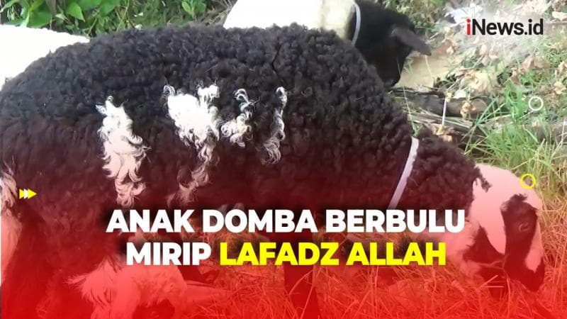 Sempat Ditawar Rp200 Juta, Anak Domba Ini Miliki Bulu Mirip Lafadz Allah