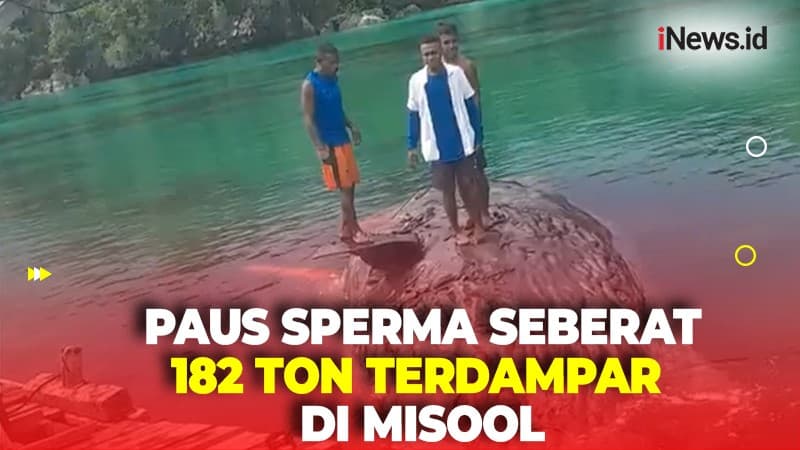 Penemuan Bangkai Paus Sperma Seberat 182 Ton Gegerkan Warga Misool Raja Ampat