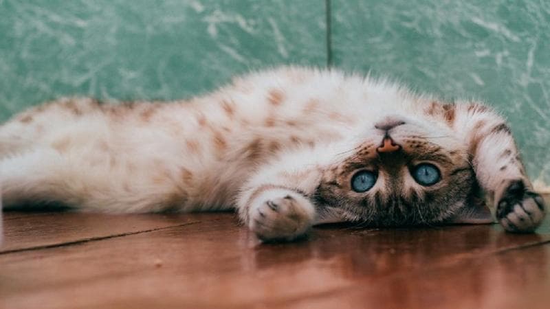 Contoh Teks Laporan Hasil Observasi tentang Kucing, Lengkap dengan Strukturnya