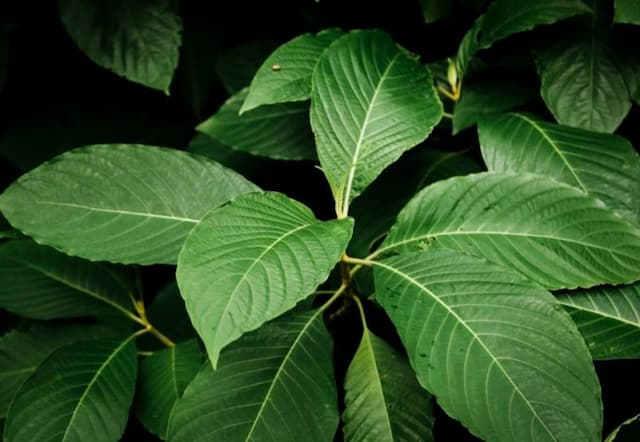 Kemendag Terbitkan Aturan Ekspor Kratom untuk Tingkatkan Nilai Tambah