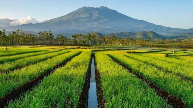 9 Desa di Sragen Harus Dikunjungi Minimal Sekali Seumur Hidup, Bisa Lihat Kehidupan Manusia Purba