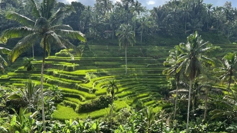 4 Desa yang Bayar PBB dengan Cara Unik, Pakai Hasil Panen hingga Kegiatan Adat 