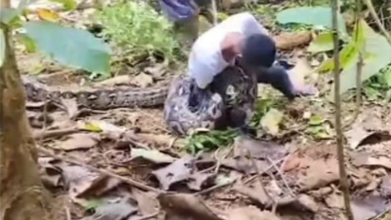 Viral Pria di Muna Tangkap Ular Piton Raksasa Panjang 7 Meter dengan Tangan Kosong