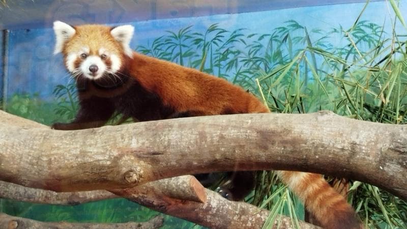 Gemas! Liburan ke Kota Batu Bisa Lihat Panda Merah Langka dari Pegunungan Himalaya