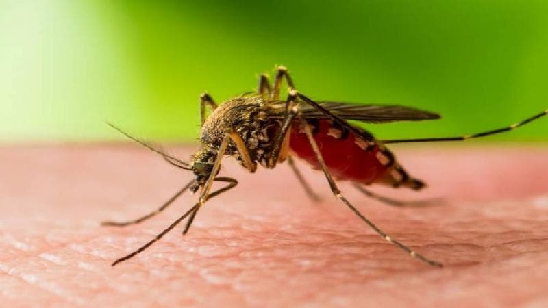 5 Hal Penting tentang West Nile, Virus Mematikan yang Jadi Ancaman Serius Israel