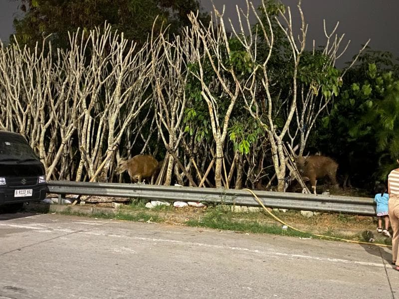 Kebakaran Lapak Barang Bekas di Tangerang, Warga Evakuasi Sapi