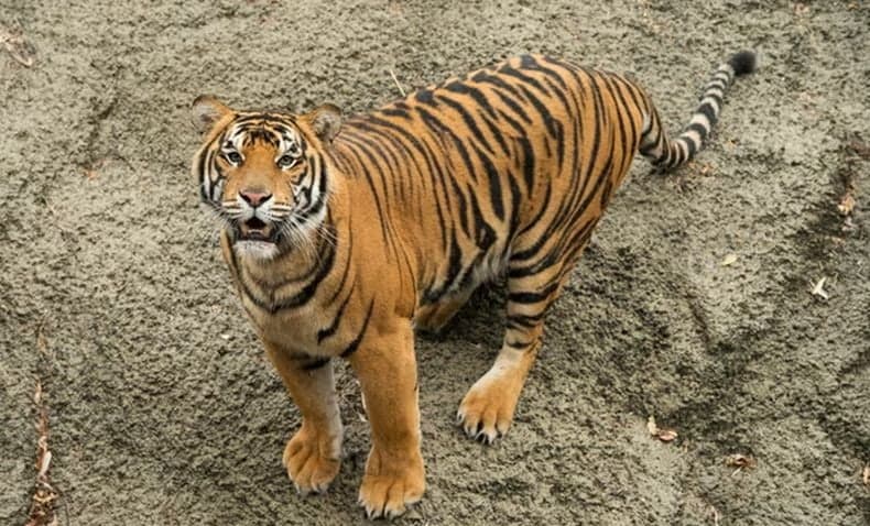 Horor! Harimau Terkam Pawang Hewan di Taman Hiburan Dreamworld Australia