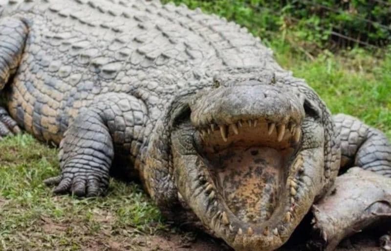 Dasar Buaya Tua Bangka! Punya 6 Istri dan 10.000 Anak Dasar Buaya Tua Bangka! Punya 6 Istri dan 10.000 Anak