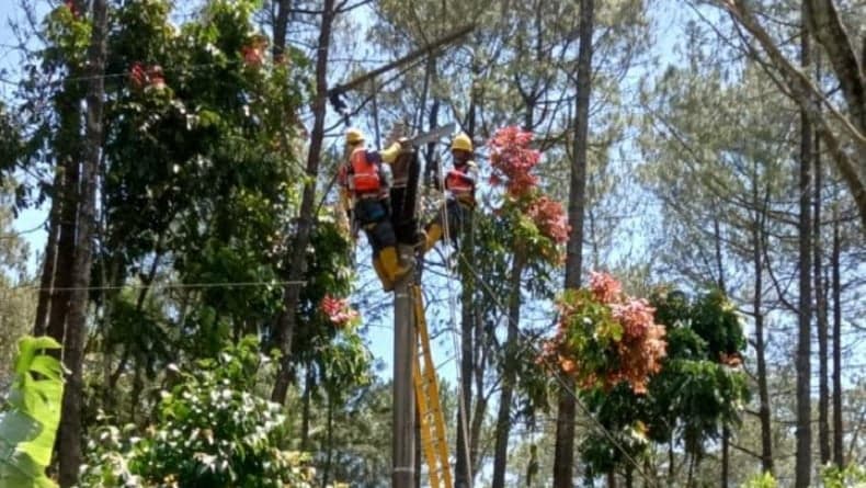 Pohon Besar Tumbang Diterjang Angin Kencang di Bandung Timpa Jaringan Listrik