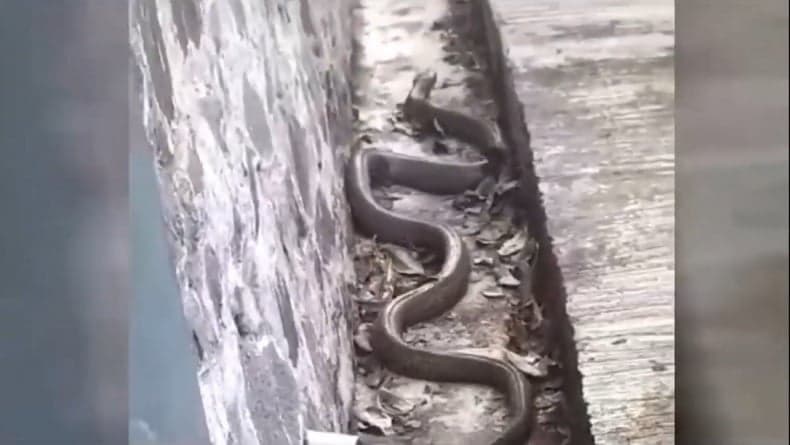 Ular King Cobra Duel dengan Piton hingga Jatuh dari Plafon Rumah Warga di Palangka Raya