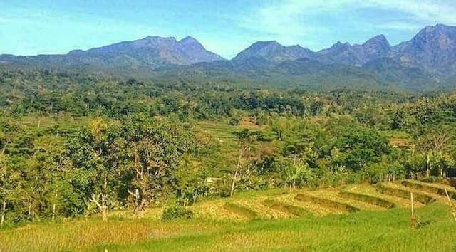 5 Desa di Kediri Punya Pemandangan Menakjubkan, Dikelilingi Sawah Hijau Mirip Lukisan