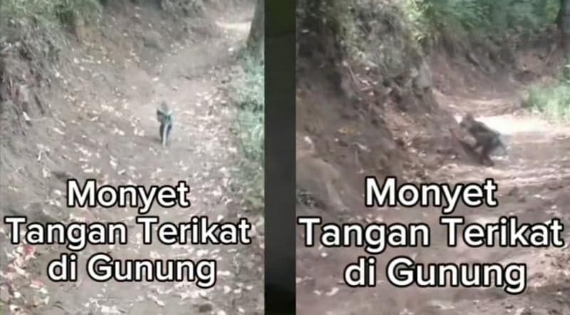 Viral Monyet dengan Tangan Terikat Berlarian di Gunung Panderman, Netizen: Kasian Trauma Jadi Lari