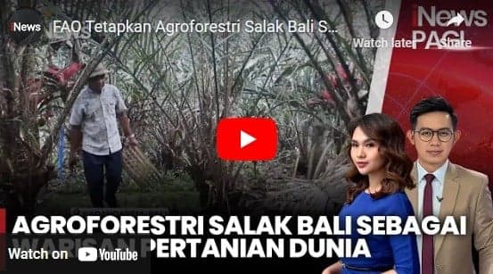 FAO Tetapkan Agroforestri Salak Bali Sebagai Warisan Pertanian Dunia 