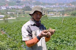 LPDB-KUMKM Dongkrak Produktivitas Petani Kentang di Dieng lewat Koperasi