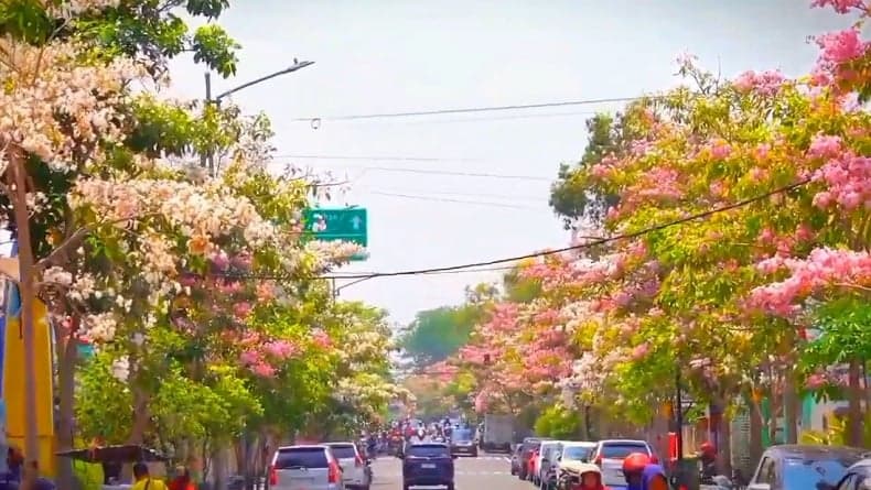 Bunga Pohon Tabebuya Bermekaran di Sepanjang Jalan Protokol Bojonegoro, Jadi Spot Foto Warga