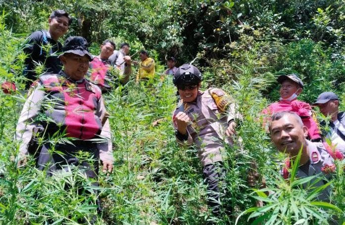 Polisi Kembali Temukan Ladang Ganja di Lereng Gunung Semeru Lumajang