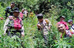 Polisi Kembali Temukan Ladang Ganja di Lereng Gunung Semeru Lumajang