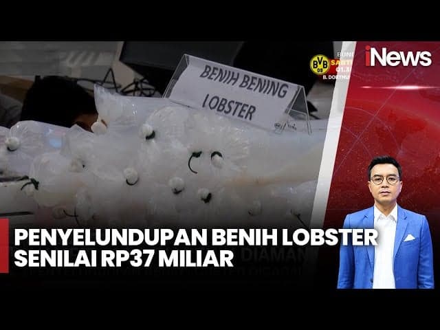 Polisi Gerebek Gudang Penampungan Benih Lobster Senilai Rp30 M di Lampung