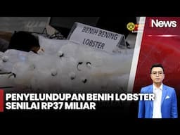 Polisi Gerebek Gudang Penampungan Benih Lobster Senilai Rp30 M di Lampung