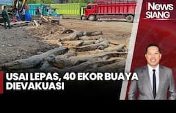 Penampakan 40 Ekor Buaya di Cianjur Akan Dipindahkan ke Penangkaran di Palembang