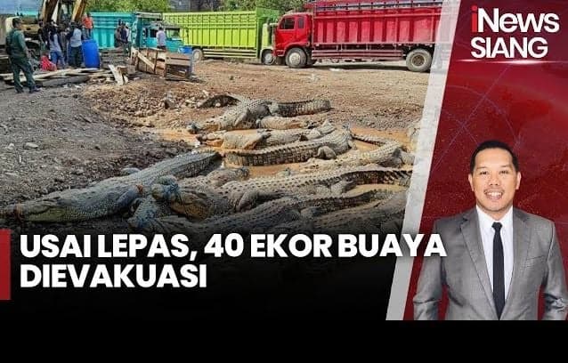 Penampakan 40 Ekor Buaya di Cianjur Akan Dipindahkan ke Penangkaran di Palembang Penampakan 40 Ekor Buaya di Cianjur Akan Dipindahkan ke Penangkaran di Palembang
