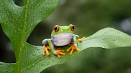 Kenapa Katak Bersuara Nyaring Setelah Hujan? 