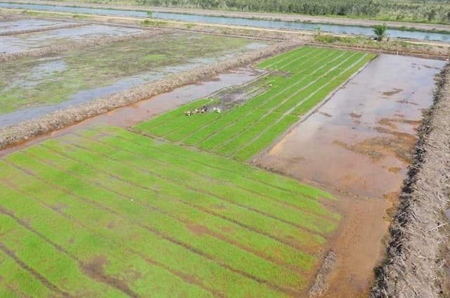 Pakar Pertanian Sebut Cetak Sawah Jadi Solusi Capai Swasembada Pangan